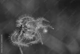 preview bw