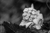 preview bw