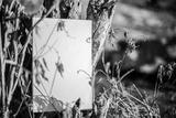 preview bw