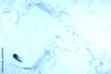 preview cold