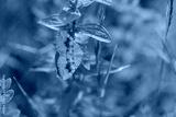 preview cold