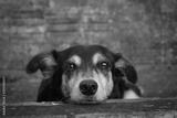 preview bw