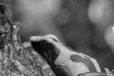 preview bw