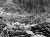 preview bw