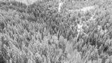 preview bw