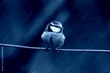 preview cold