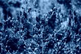 preview cold