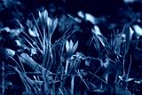 preview cold