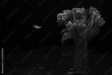 preview bw