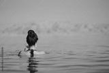 preview bw