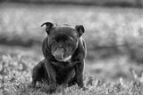 preview bw
