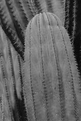preview bw