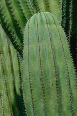 preview original