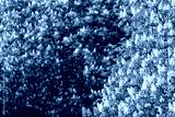 preview cold