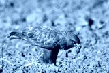 preview cold