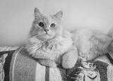 preview bw