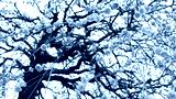 preview cold