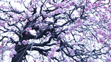 preview original