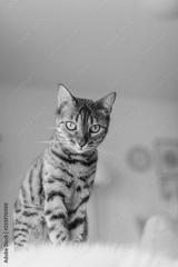 preview bw
