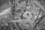 preview bw