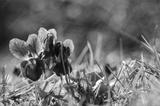 preview bw