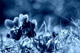 preview cold