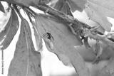 preview bw