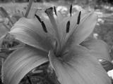 preview bw