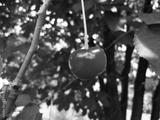 preview bw