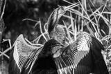preview bw