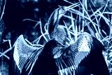 preview cold