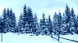 preview cold