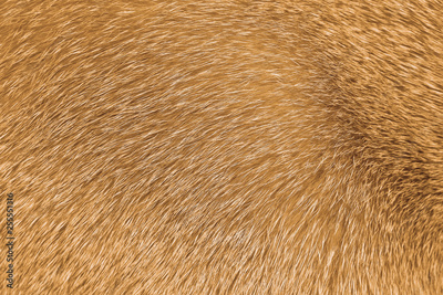 image to crop