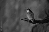 preview bw