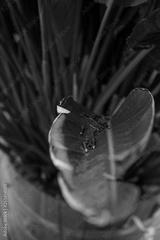 preview bw