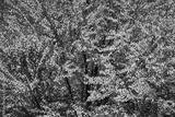 preview bw