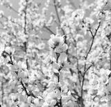preview bw