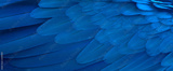 preview original