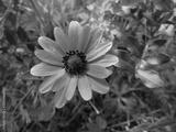 preview bw