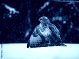 preview cold
