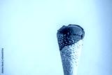 preview cold