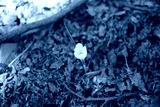 preview cold