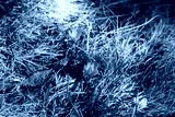 preview cold