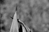 preview bw