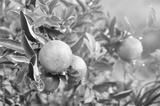 preview bw
