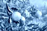 preview cold