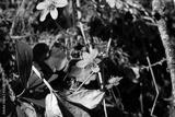 preview bw