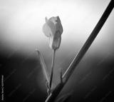 preview bw