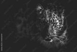 preview bw