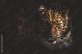 preview original